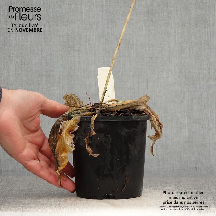 Ejemplar de Hosta Wheee! Maceta 1,5L/2L entregado en otoño