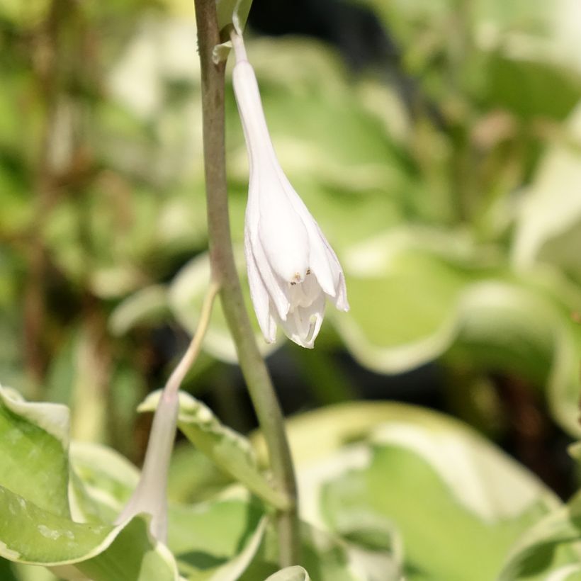 Hosta Wheee! (Floración)