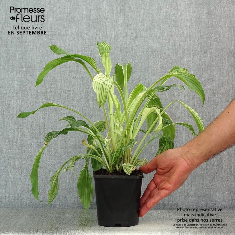 Ejemplar de Hosta White Feather Pot de 1,5L/2L entregado en verano