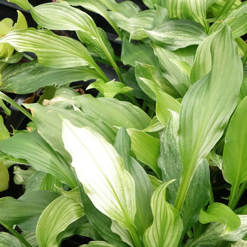 Hosta White Feather (Follaje)