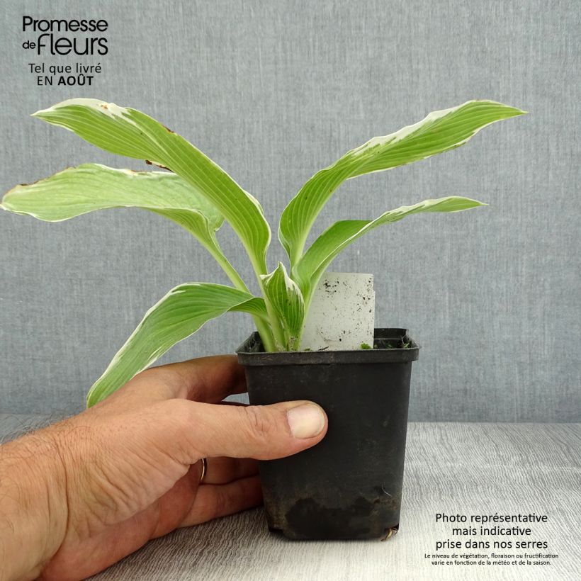 Ejemplar de Hosta White On Maceta de 8/9 cm entregado en verano