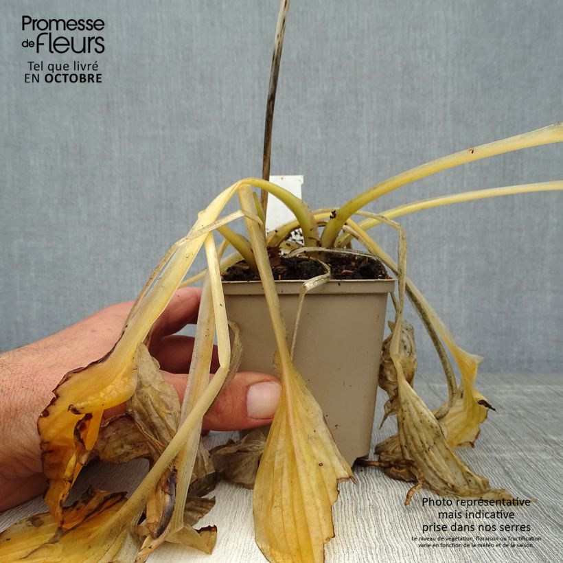 Ejemplar de Hosta Wide Brim Maceta de 8/9 cm entregado en otoño