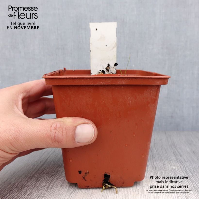 Ejemplar de Hosta Winter Snow Maceta 1L/1,5L entregado en otoño
