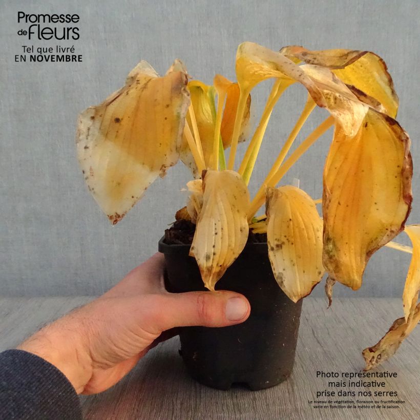 Ejemplar de Hosta Wu-La-La Maceta 1,5L/2L entregado en otoño