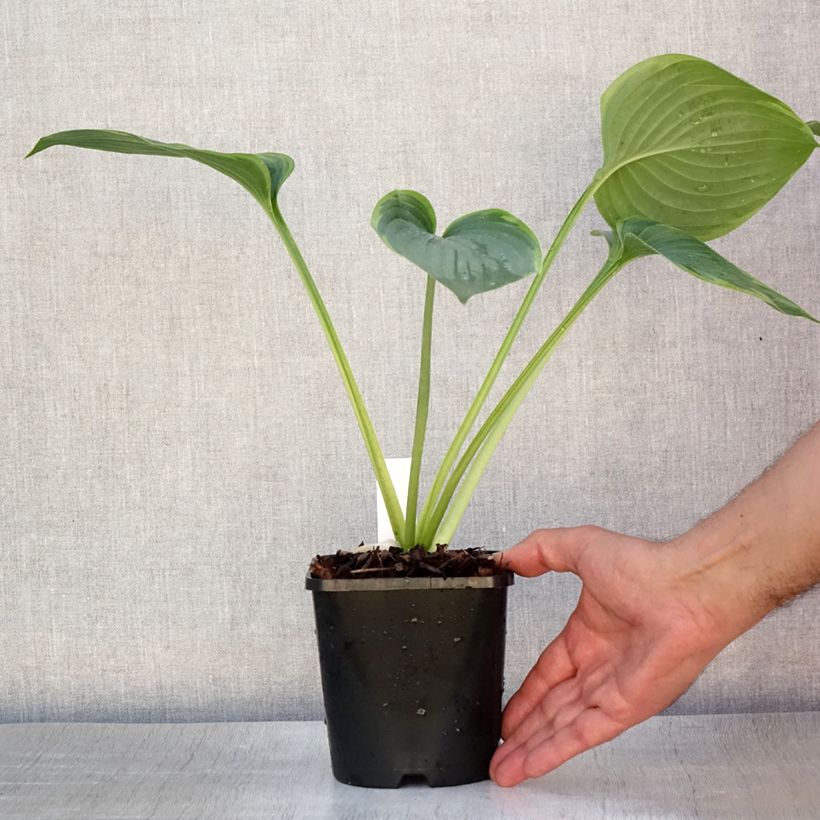 Ejemplar de Hosta Wu-La-La Pot de 1,5L/2L entregado en verano