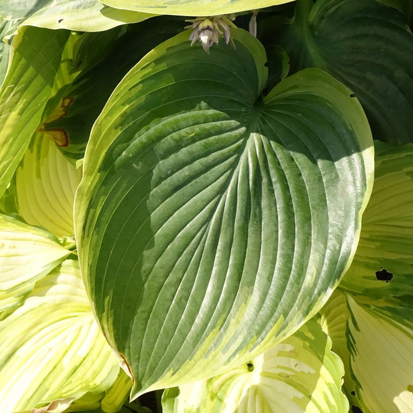 Hosta Wu-La-La (Follaje)