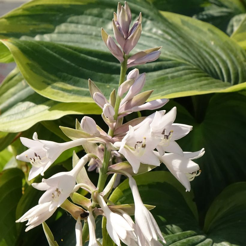 Hosta Wu-La-La (Floración)