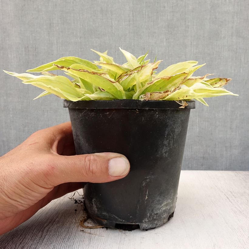 Ejemplar de Hosta Yellow Polka Dot Bikini Pot de 1,5L/2L entregado en verano