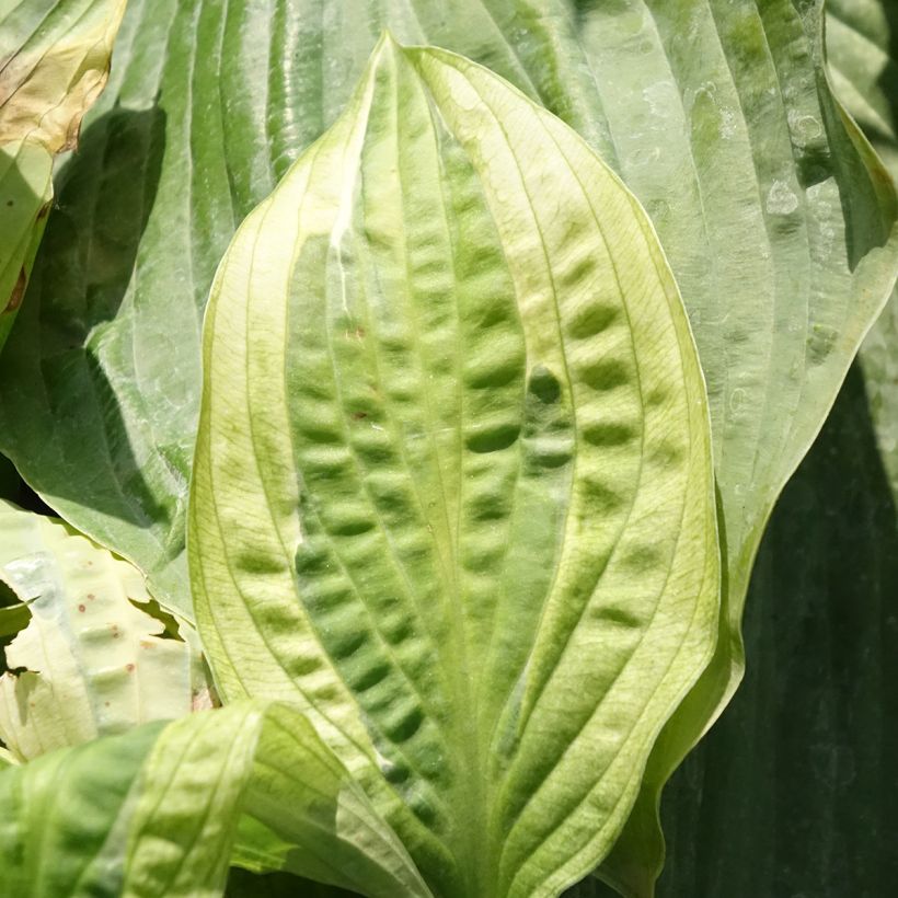 Hosta Yellow Polka Dot Bikini (Follaje)