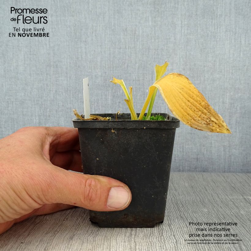Ejemplar de Hosta yellow splash rim Maceta de 8/9 cm entregado en otoño
