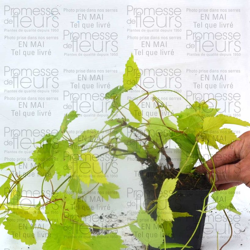 Ejemplo de ejemplar de Lúpulo amarillo- Humulus lupulus Aureus Maceta de 8/9 cm tal y como se entrega