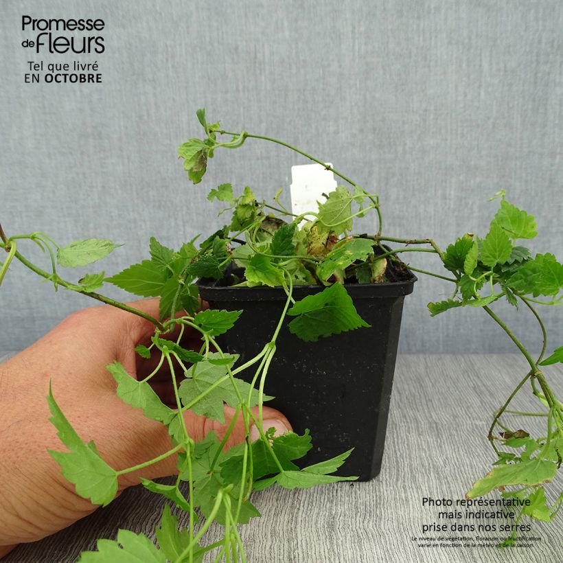 Ejemplar de Lúpulo - Humulus lupulus Maceta de 8/9 cm entregado en otoño