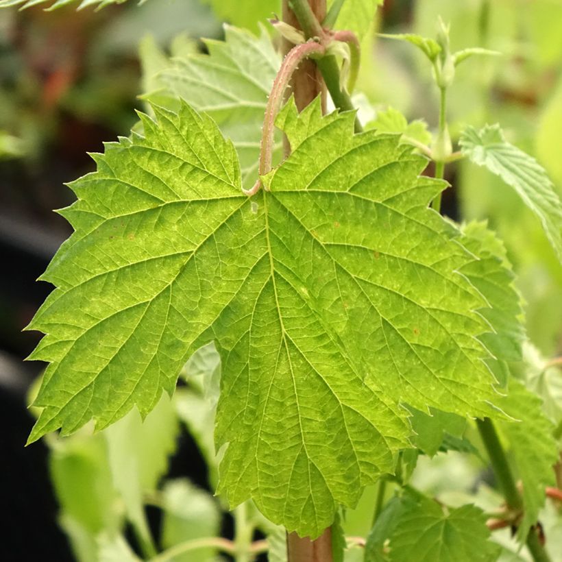 Lúpulo Hallertauer Tradition - Humulus lupulus (Follaje)