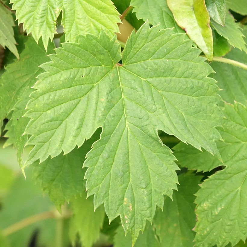 Lúpulo Hersbrucker - Humulus lupulus (Follaje)