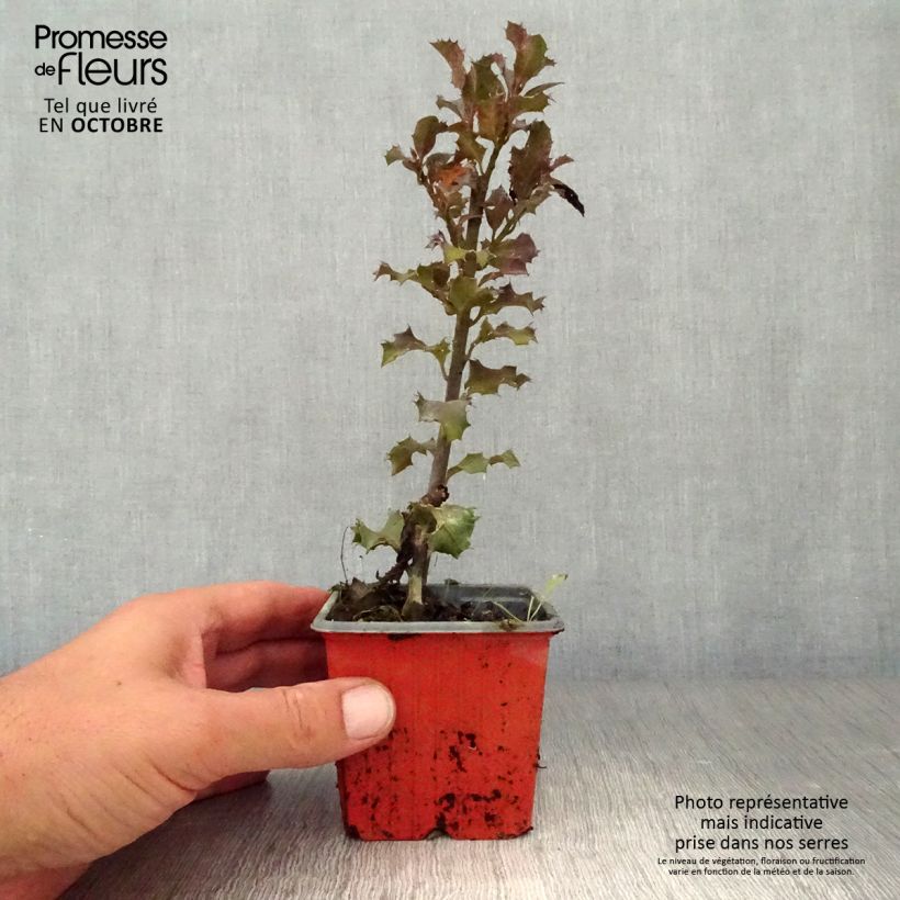 Ejemplar de Ilex meserveae Blue Angel - Acebo azul Maceta de 8/9 cm entregado en otoño