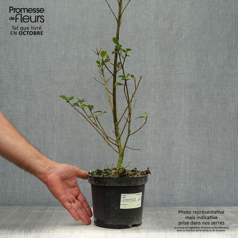 Ejemplar de Ilex meserveae Blue Prince - Acebo azul Maceta 2L/3L entregado en otoño