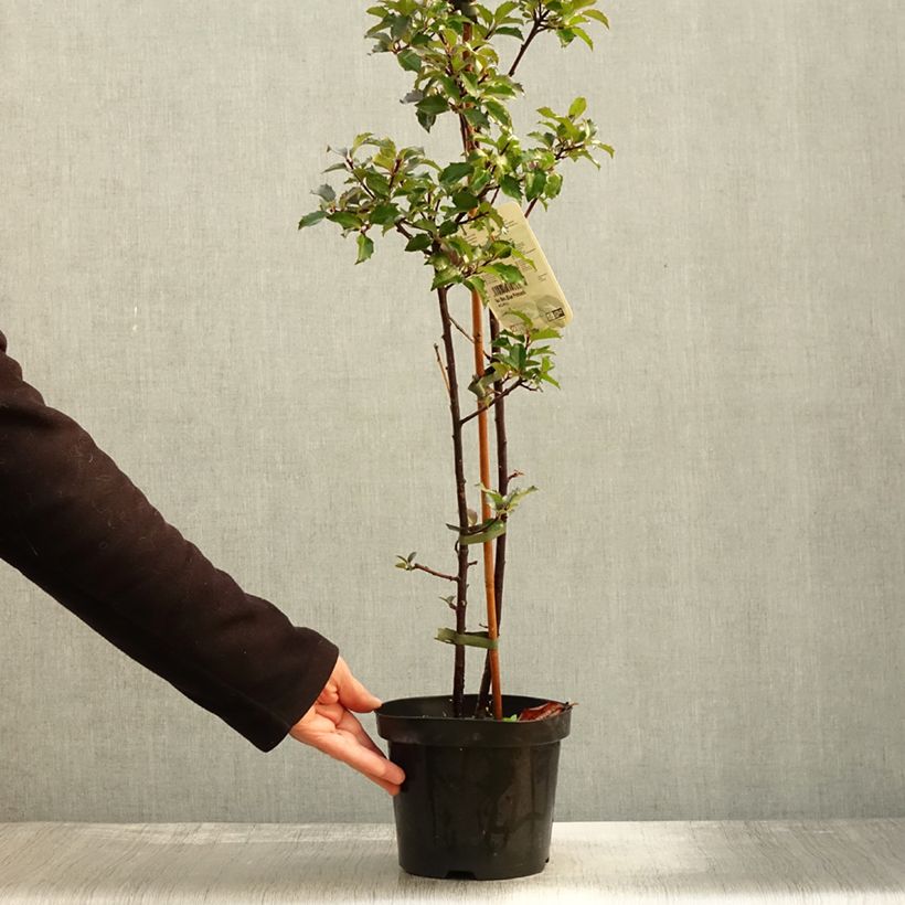 Ejemplar de Acebo azul Blue princess - Ilex meserveae Maceta 2L/3L entregado en otoño