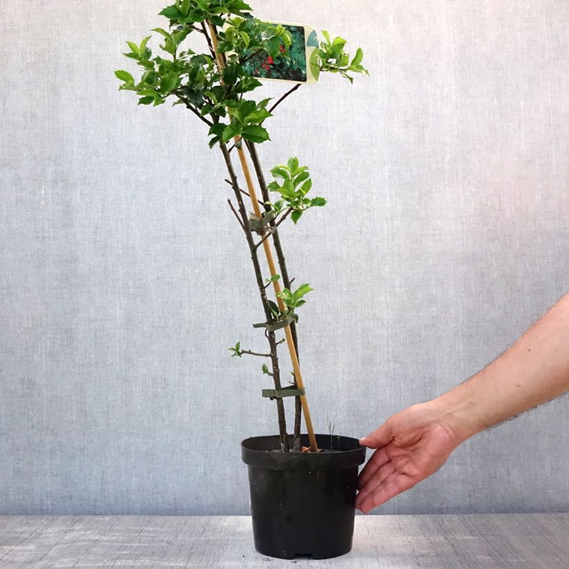 Ejemplar de Acebo azul Blue princess - Ilex meserveae Maceta 2L/3LAltura de entrega aprox. 60/70cm entregado en verano