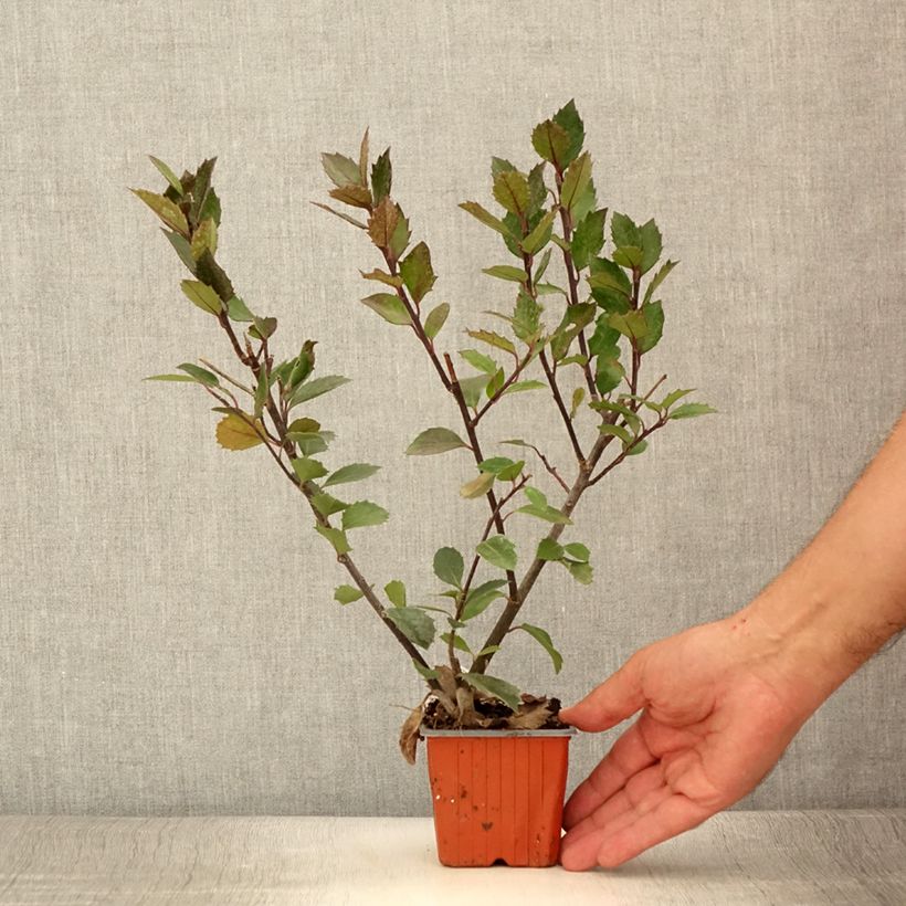 Ejemplar de Ilex meserveae Heckenblau - Acebo azul Maceta de 8/9 cm entregado en verano