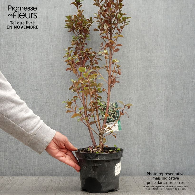 Ejemplar de Acebo azul Heckenstar - Ilex meserveae Maceta 2L/3L entregado en otoño