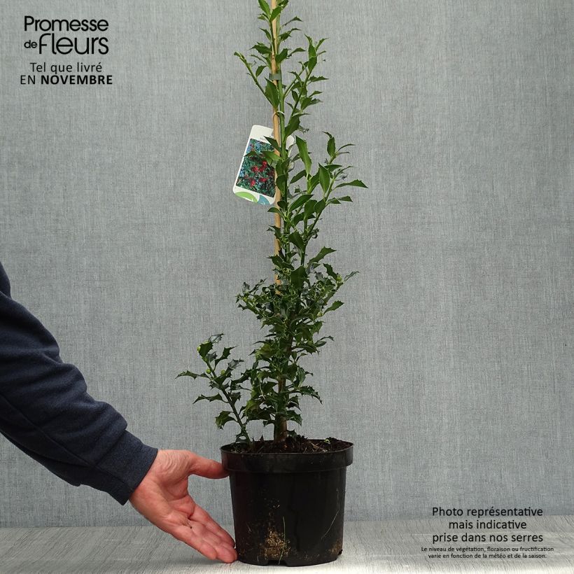 Ejemplar de Acebo Alaska - Ilex aquifolium Maceta 2L/3L entregado en otoño