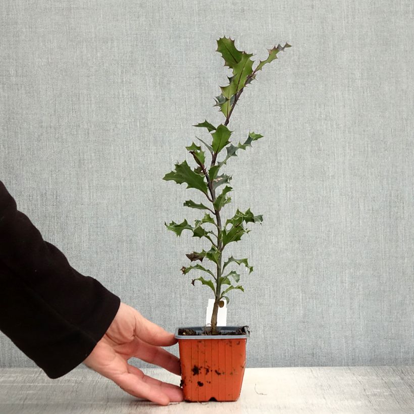 Ejemplar de Ilex aquifolium - Acebo Maceta de 8/9 cm entregado en otoño