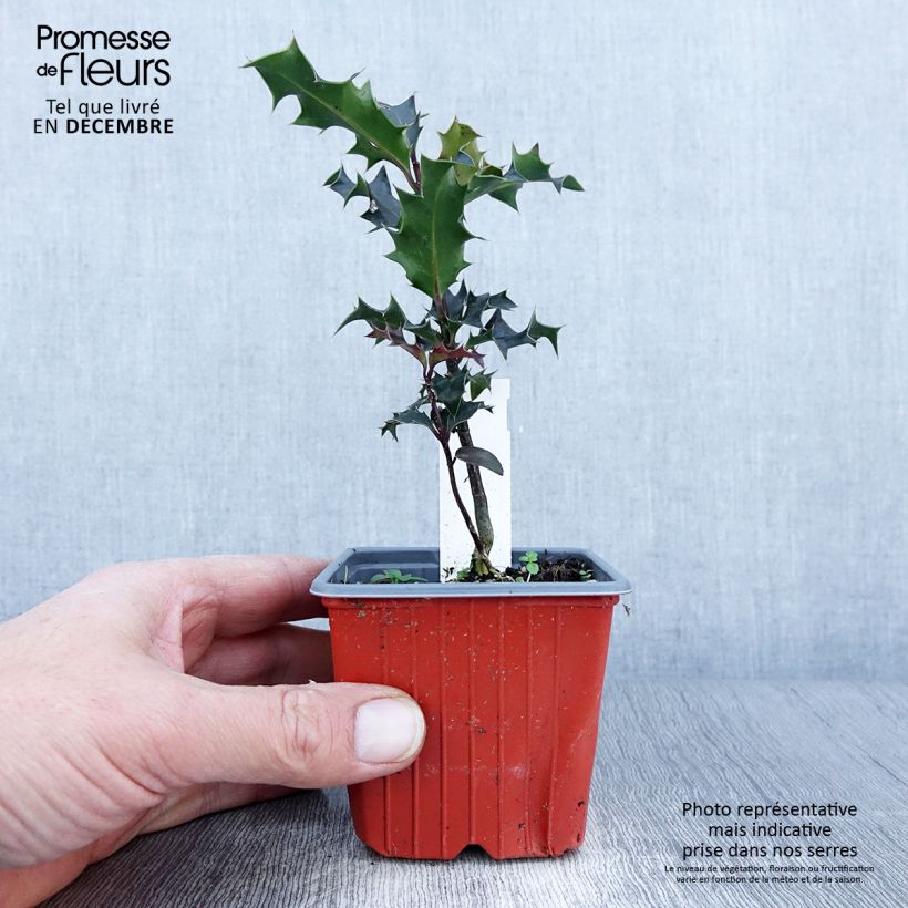 Ejemplar de Acebo JC Van Tol - Ilex aquifolium Maceta de 8/9 cm entregado en otoño