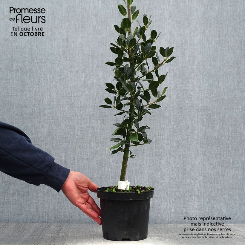 Ejemplar de Acebo JC Van Tol - Ilex aquifolium Maceta 2L/3L entregado en otoño