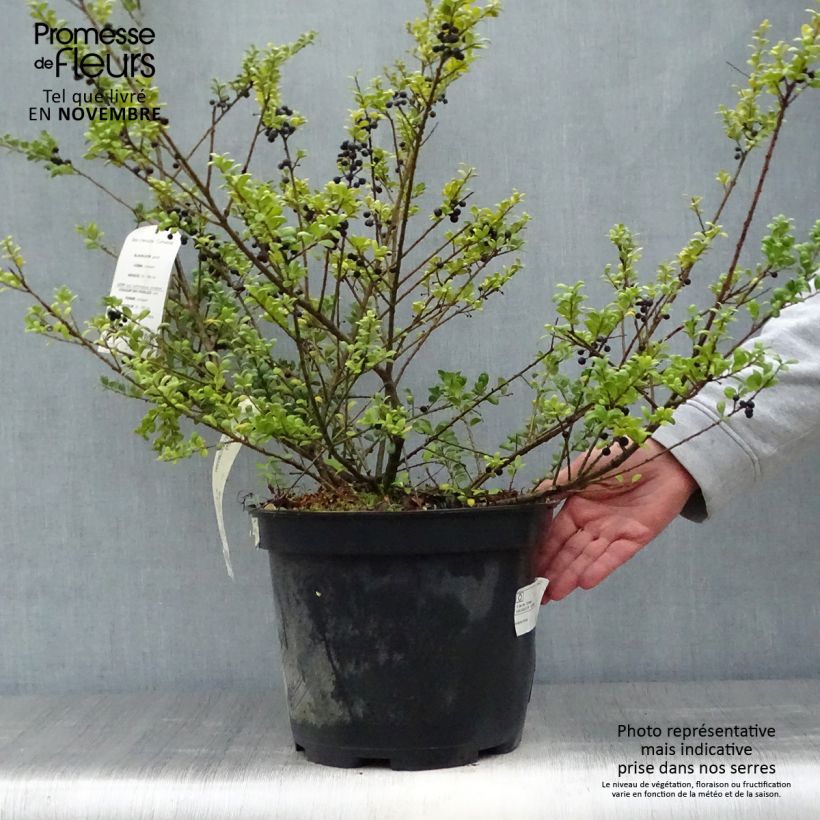 Ejemplar de Acebo japonés Convexa - Acebo japonés Maceta 7,5L/10L entregado en otoño