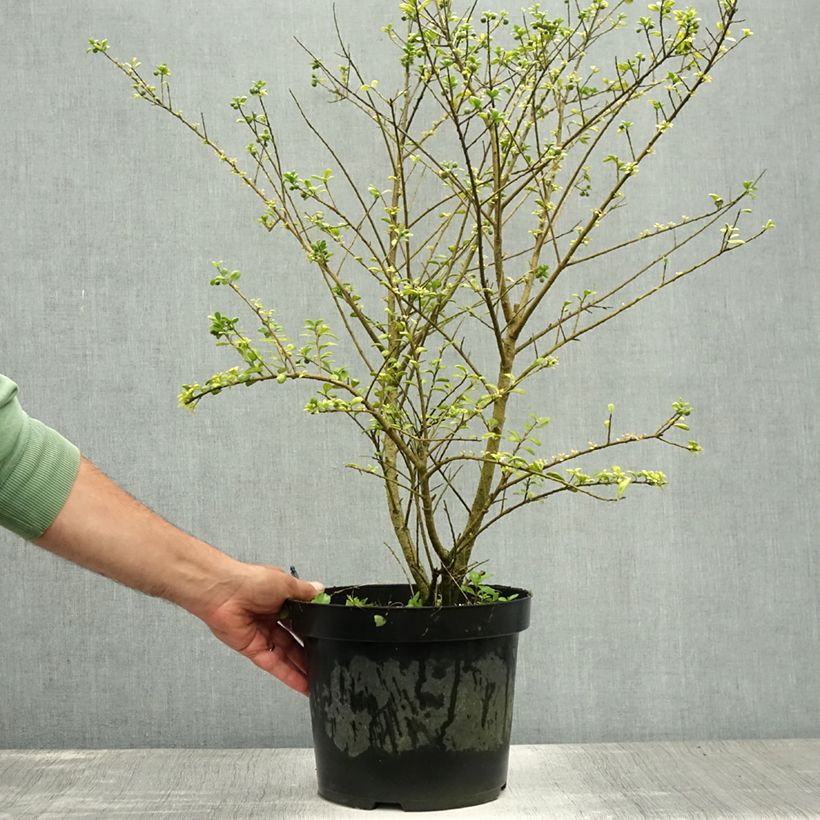 Ejemplar de Acebo japonés Convexa - Acebo japonés Maceta 7,5L/10LAltura de entrega aprox. 70+cm entregado en verano