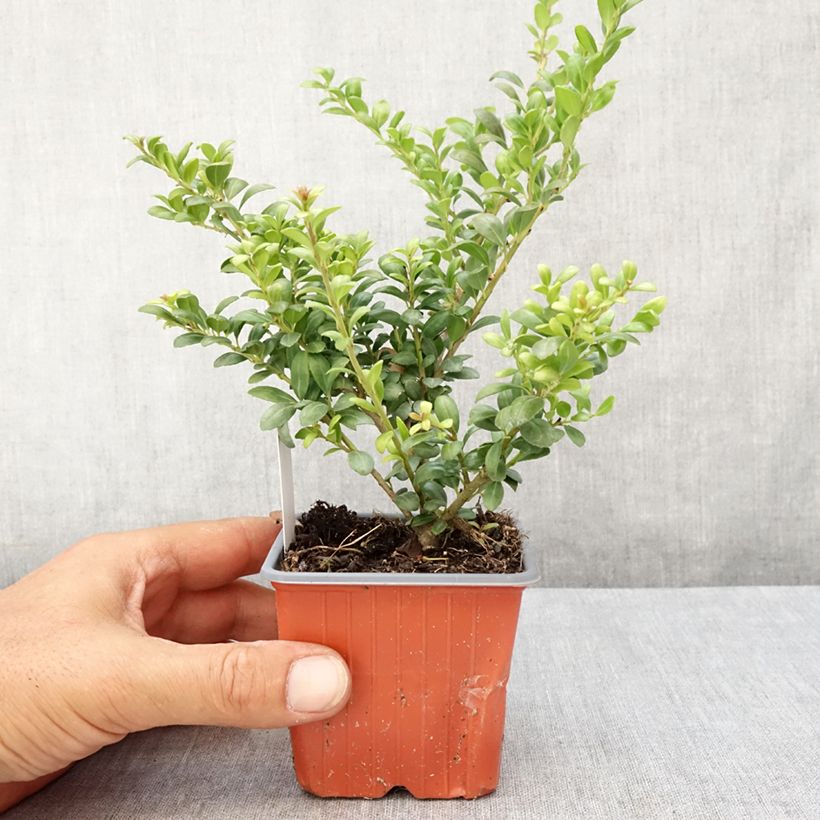 Ejemplar de Acebo japonés Convexa - Acebo japonés Maceta de 8/9 cm entregado en verano