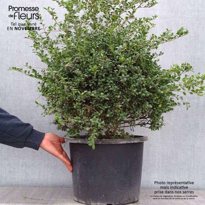 Ejemplar de Acebo japonés Convexa (bola) - Acebo japonés Maceta 7,5L/10L entregado en otoño