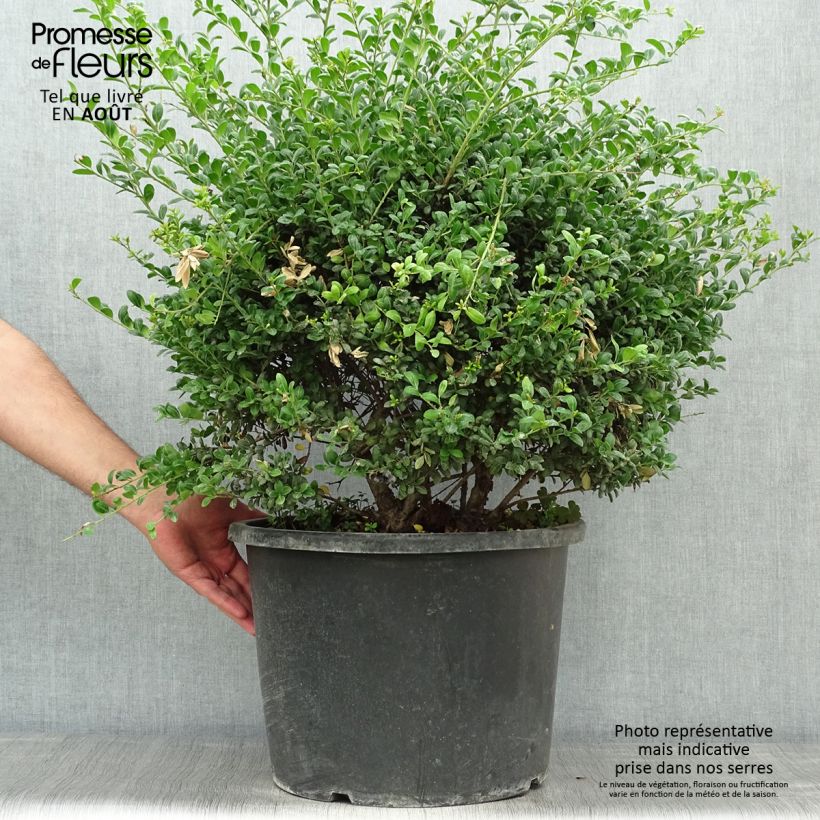 Ejemplar de Acebo japonés Convexa (bola) - Acebo japonés Maceta 7,5L/10LAltura de entrega aprox. 50/+cm entregado en verano
