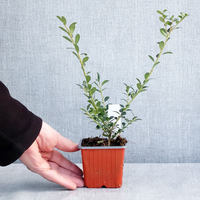 Acebo japonés Glory Gem - Ilex crenata Maceta de 8/9 cm Ejemplar entregado en invierno