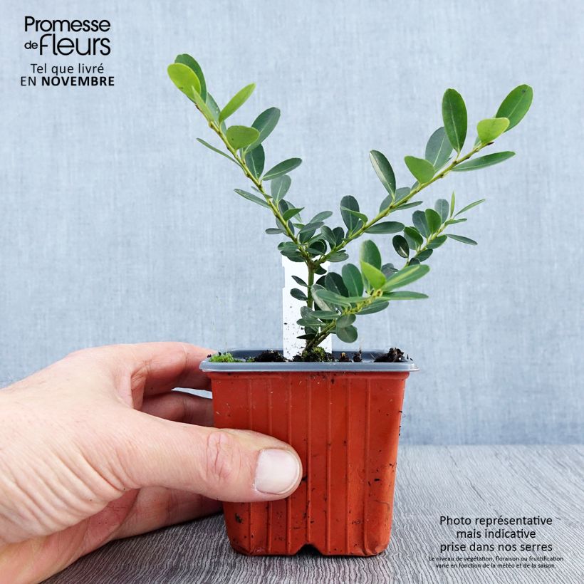 Ejemplar de Acebo japonés Green Hedge - Ilex crenata Maceta de 8/9 cm entregado en otoño