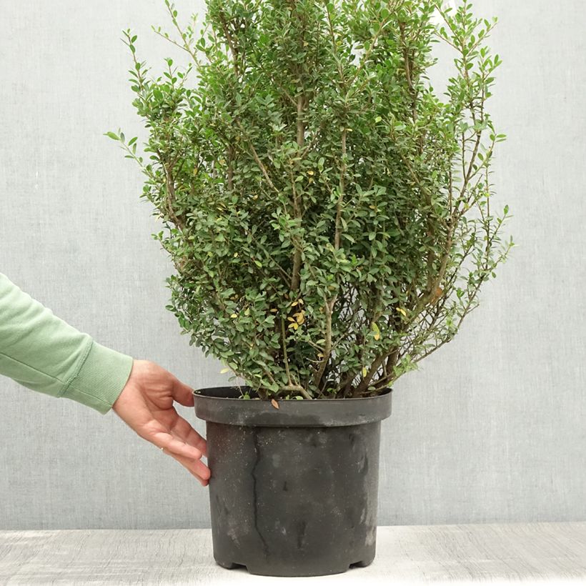 Ejemplar de Acebo japonés Green Hedge - Ilex crenata Maceta 7,5L/10L entregado en verano