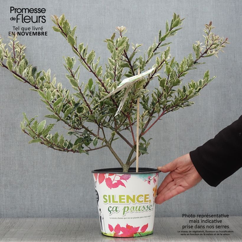 Ejemplar de Ilex aquifolium Ingramii - Acebo Maceta 2L/3L entregado en otoño
