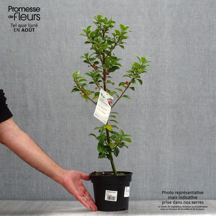 Ejemplar de Acebo azul Heckenfee - Ilex meserveae Maceta 2L/3LAltura de entrega aprox. 40/60cm entregado en verano