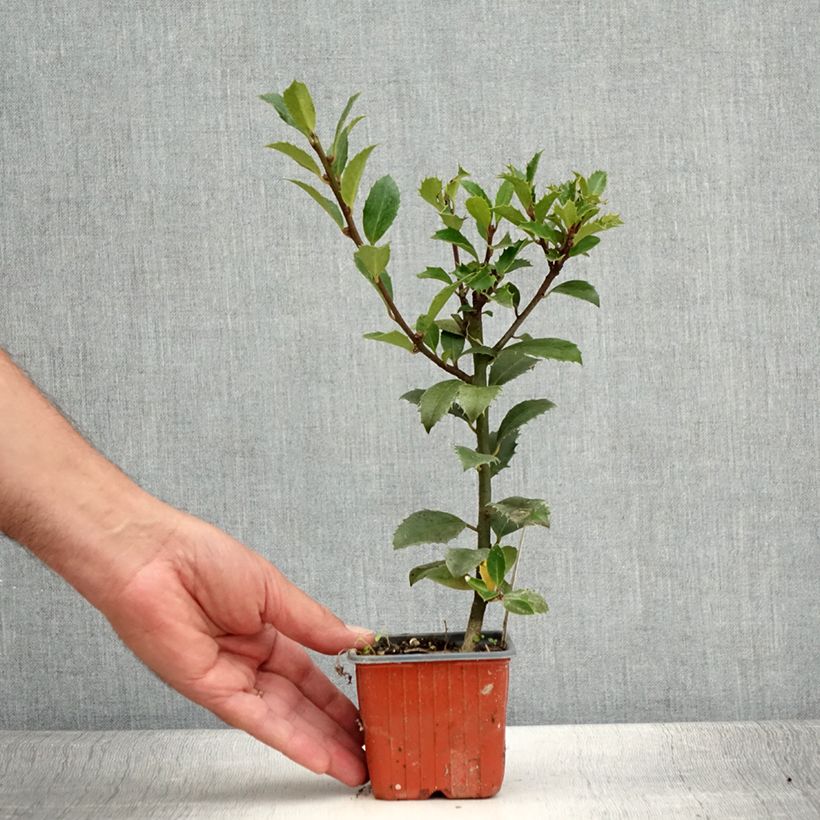 Ejemplar de Ilex meserveae Heckenpracht - Acebo azul Maceta de 8/9 cm entregado en verano