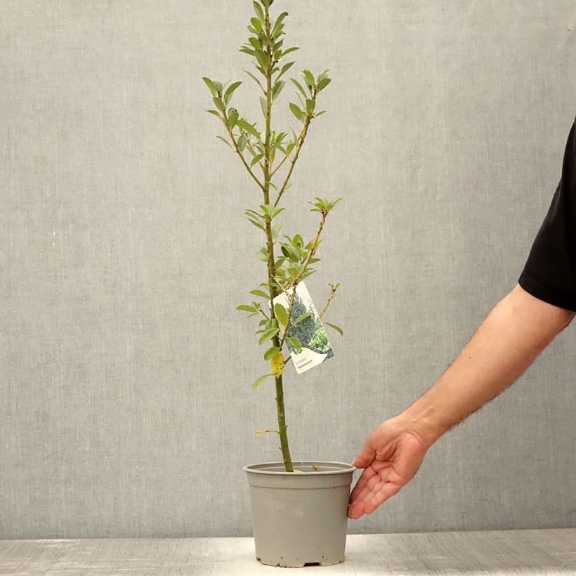 Ejemplar de Ilex meserveae Heckenpracht - Acebo azul Maceta 2L/3L entregado en verano