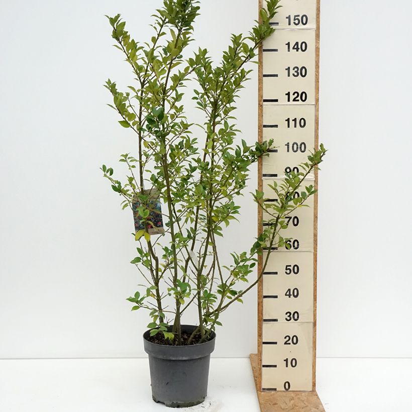 Ejemplar de Ilex meserveae Mesid - Acebo azul Maceta 12L/15L entregado en verano