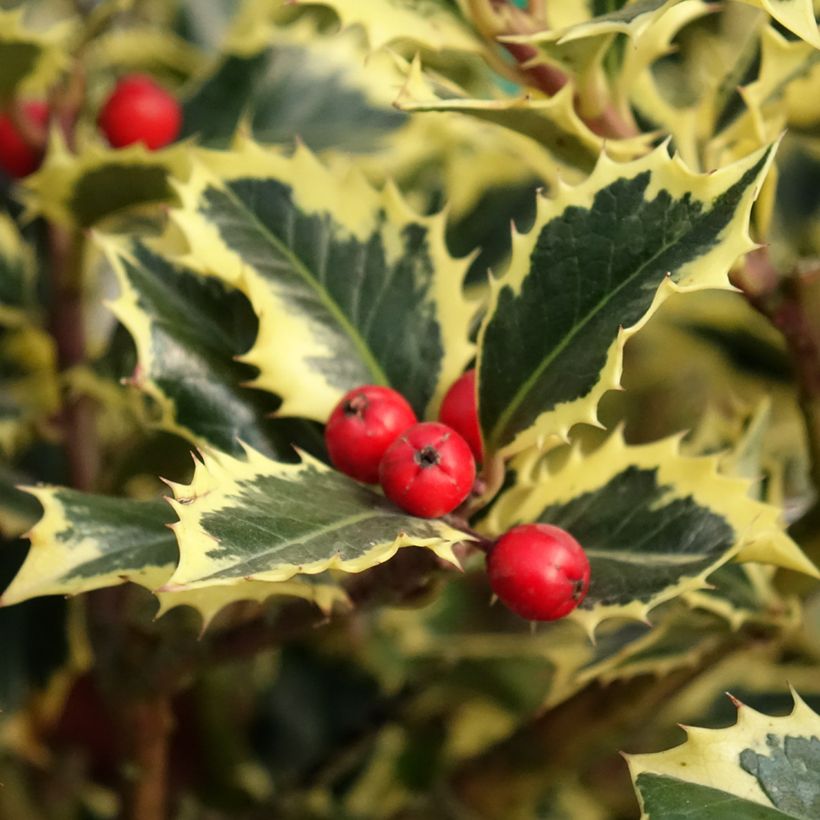 Ilex aquifolium Argenteomarginata - Acebo (Cosecha)