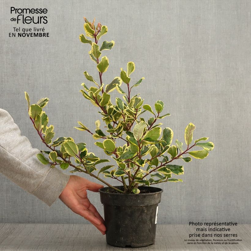 Ejemplar de Acebo Golden King - Ilex Maceta 2L/3L entregado en otoño