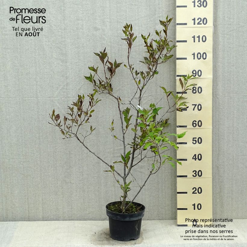 Ejemplar de Ilex verticillata Magical Daydream - Acebo Maceta 4L/5LAltura de entrega aprox. 60/80cm entregado en verano