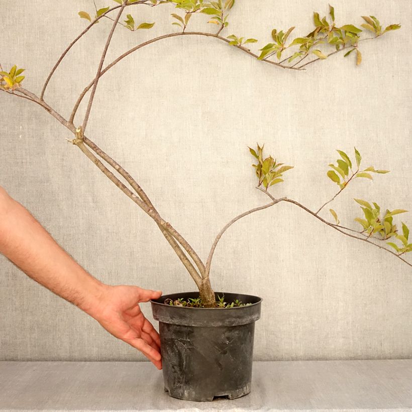 Ejemplar de Ilex verticillata Oosterwijk  - Acebo Maceta 4L/5L entregado en verano