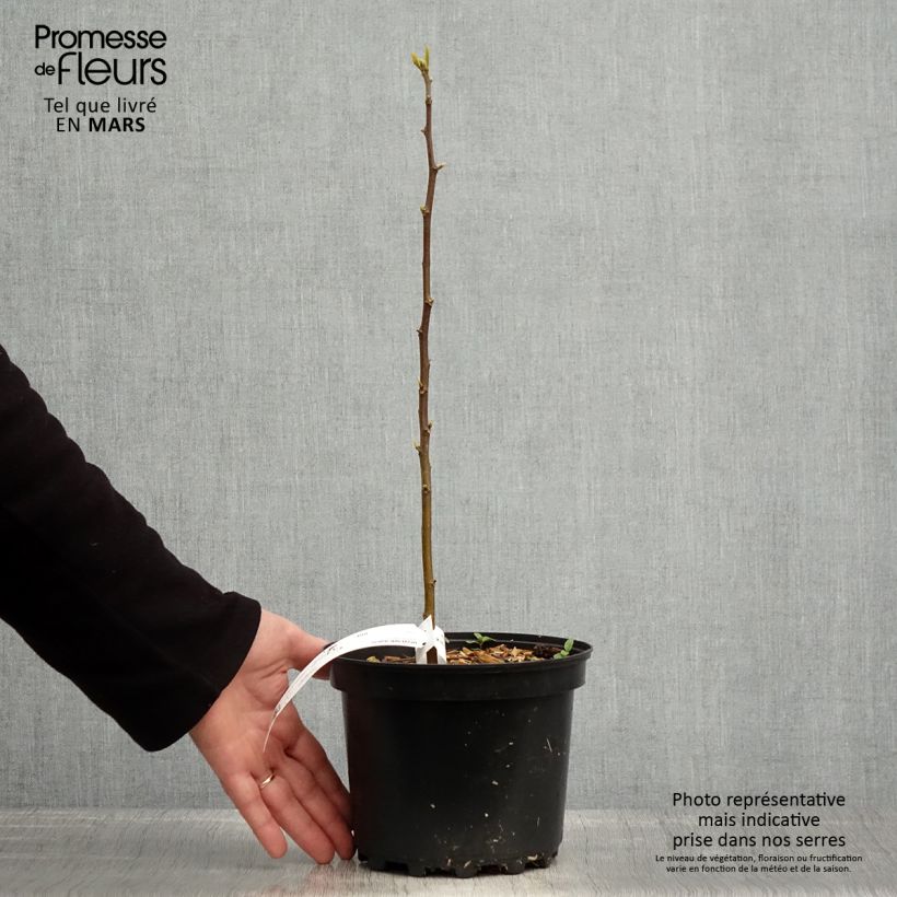 Palito dulce - Hovenia dulcis Maceta 2L/3L Ejemplar entregado en la primavera