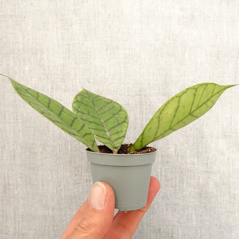 Hoya callistophylla Mini-plante Ejemplar entregado en la primavera