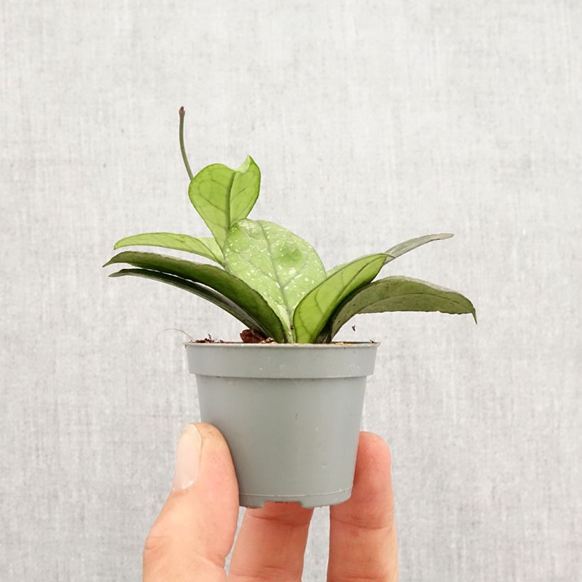 Hoya callistophylla Sabah Mini-plante Ejemplar entregado en la primavera