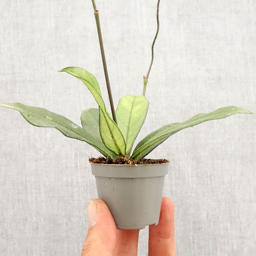 Hoya crassipetiolata Mini-plante Ejemplar entregado en la primavera