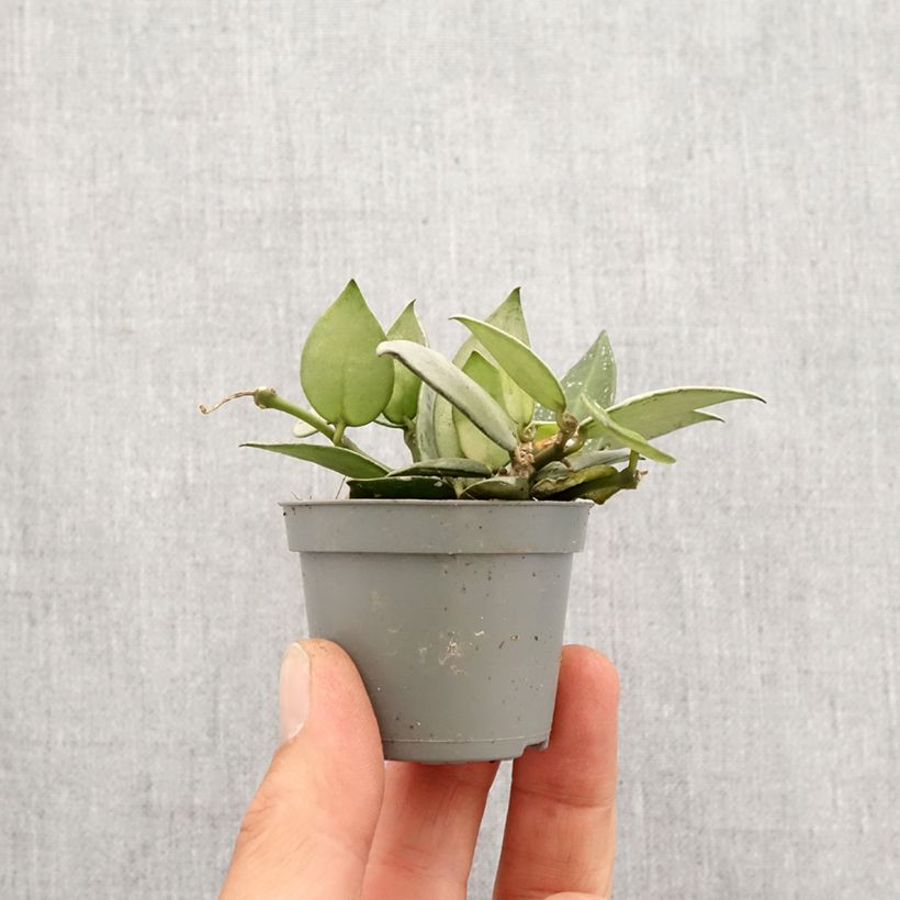 Hoya Eskimo Mini-plante Ejemplar entregado en la primavera